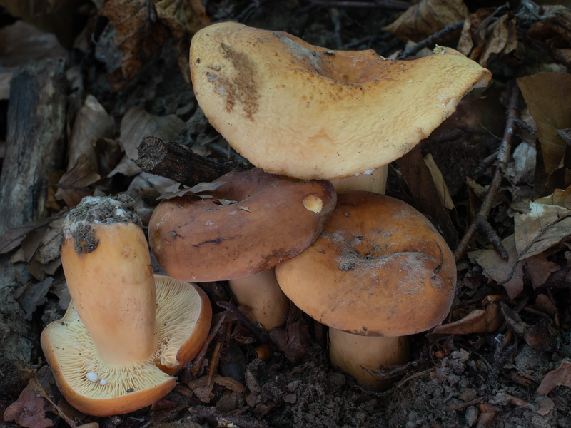 Lactarius volemus